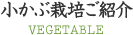 小かぶ栽培ご紹介