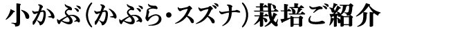 小かぶ（かぶら・スズナ）栽培ご案内